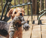 Yorkie Chon Puppies For Sale Pilesgrove Pups